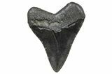 Serrated, Fossil Megalodon Tooth - South Carolina #359015-1